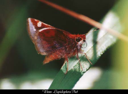 Poanes zabulon - Zabulon Skipper, Copyright 1999 - 2002,  Dave Morgan