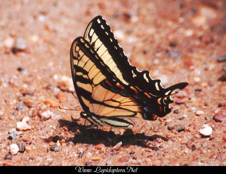 Papilio glaucus - Tiger Swallowtail, Macho, Copyright 1999 - 2002,  Dave Morgan