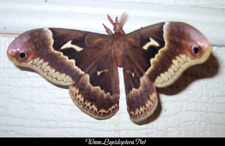 Callosamia angulifera - Tuliptree Silkmoth, M�nnchen<br>Photo von Kay Morgan, Copyright 1999 - 2002,  Dave Morgan